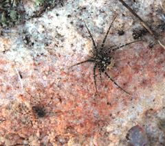 Tyrotama abyssus