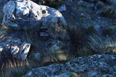 Pronolagus saundersiae