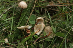 Basidiomycota