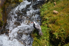 Merganetta armata armata