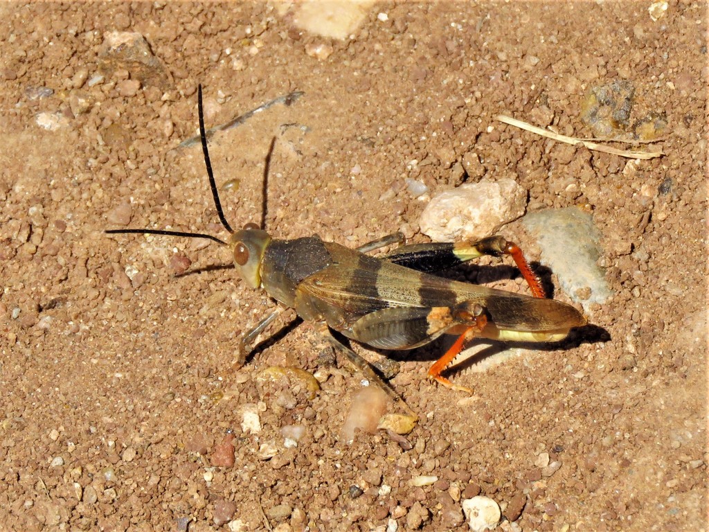 Three-banded Grasshopper