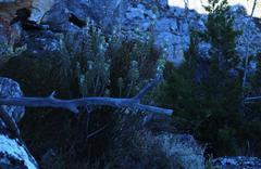 Paranomus tomentosus