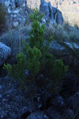 Widdringtonia wallichii