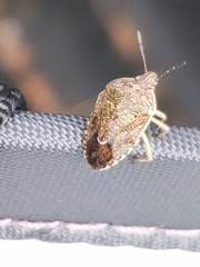 Hymenarcys nervosa