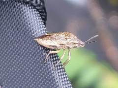 Hymenarcys nervosa