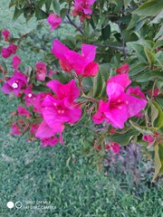 Bougainvillea