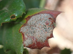 Erysiphe berberidis