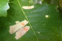 Tischeria quercitella image