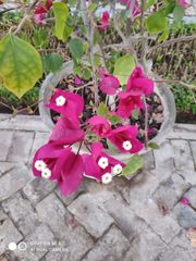 Bougainvillea