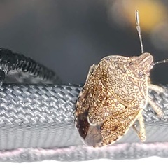 Hymenarcys nervosa