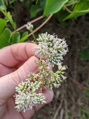 Mikania scandens image