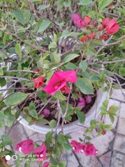 Bougainvillea