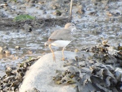 Actitis macularius