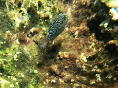 Canthigaster punctatissima