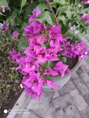 Bougainvillea