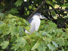 Nycticorax nycticorax