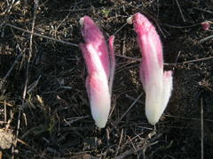 Hyobanche robusta