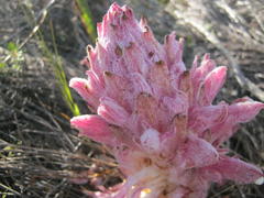 Hyobanche robusta