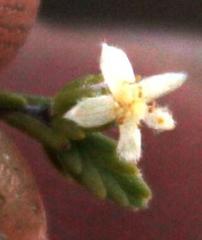 Lachnaea elsieae