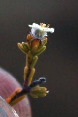 Lachnaea elsieae