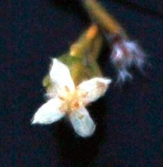 Lachnaea elsieae