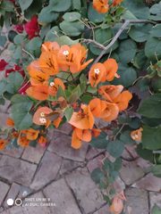 Bougainvillea