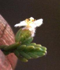 Lachnaea elsieae