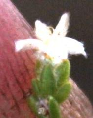 Lachnaea elsieae