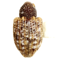 Conotrachelus geminatus