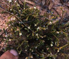 Lachnaea elsieae
