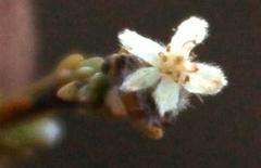 Lachnaea elsieae