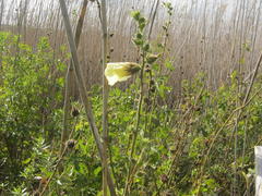 Hibiscus diversifolius diversifolius