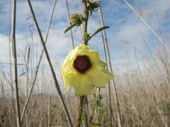 Hibiscus diversifolius diversifolius