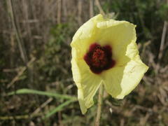 Hibiscus diversifolius diversifolius