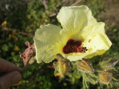 Hibiscus diversifolius diversifolius