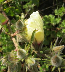Hibiscus diversifolius diversifolius