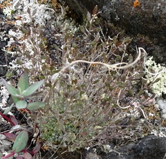 Draba arctica