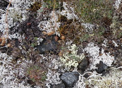 Draba arctica