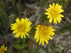 Cullumia carlinoides