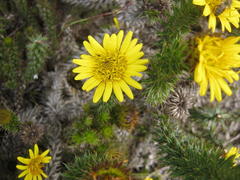 Cullumia carlinoides