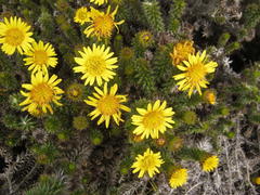 Cullumia carlinoides