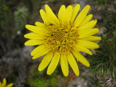 Cullumia carlinoides