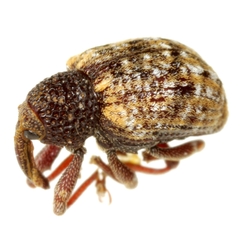 Conotrachelus geminatus