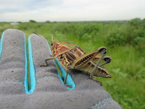Brachystola mexicana