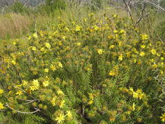 Cullumia carlinoides