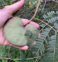 Enterolobium contortisiliquum