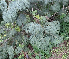 Enterolobium contortisiliquum