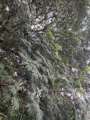 Enterolobium contortisiliquum