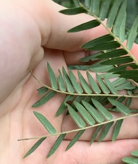 Enterolobium contortisiliquum