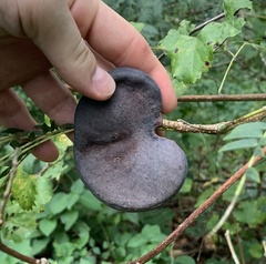 Enterolobium contortisiliquum